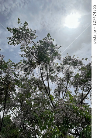 Chinaberry tree with clusters of fragrant lilac flowers and lush green foliage, a symbol of spring's beauty. 127474555