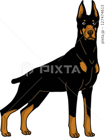 ドーベルマン　カラー　背景透過　犬のイラスト 127474613