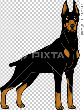 ドーベルマン　カラー　背景透過　犬のイラスト 127474613