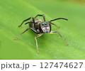 アリグモ 127474627