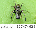 アリグモ 127474628