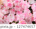 カルミア 127474657