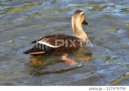 泳ぐカルガモ(東京都立川市) 泳ぐカルガモ(東京都立川市) 127474706