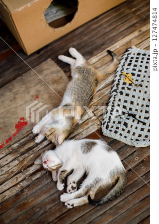 Two small kittens sleeping on bamboo floor near cardboard box and mat 127474814