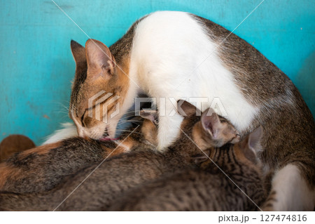 Mother cat licking kittens while nursing on floor 127474816