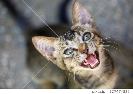 Stray kitten crying loudly asking for help and food Stray kitten crying loudly asking for help and food 127474825