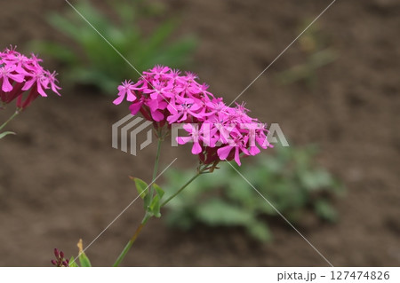 春の庭に咲くムシトリナデシコのピンク色の花 127474826