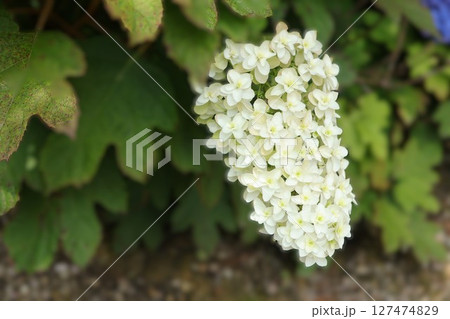 カシワバアジサイ カシワバアジサイ 127474829