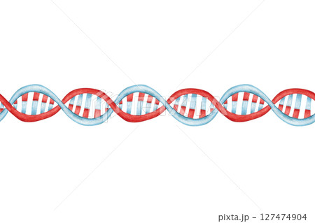 DNA chain, seamless border. Watercolor illustration hand drawn, cartoon. Drawing for infographics, cards, invitations. Biology, science, genetics, school, education, structure, model, molecule DNA chain, seamless border. Watercolor illustration hand drawn, cartoon. Drawing for infographics, cards, invitations. Biology, science, genetics, school, education, structure, model, molecule 127474904