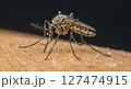 An enlarged picture of a mosquito sucking blood 127474915