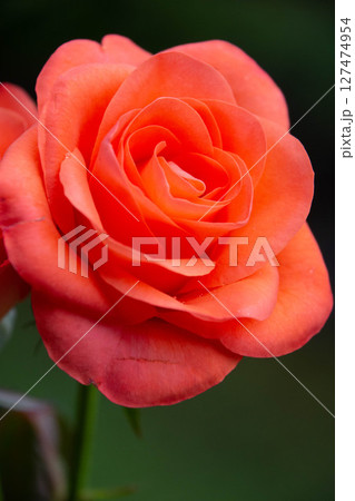 トロピカルアマゾン 127474954