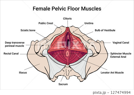 Anatomy of Female Pelvic Floor Muscles. Crotch anatomy, Weakness anatomy and reproductive system the training for constipation. Medical illustration 127474994