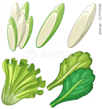 Fresh Green Vegetables Vector Illustration Set 127475088