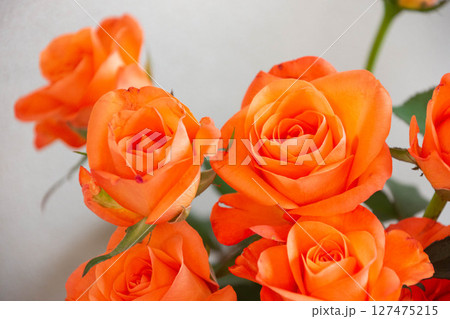 トロピカルアマゾン 127475215