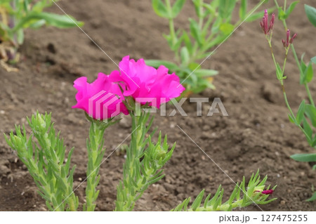 初夏の庭に咲く濃いピンク色のマツバボタンの花 初夏の庭に咲く濃いピンク色のマツバボタンの花 127475255