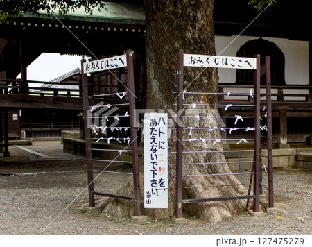 鳩に餌をあたえないで下さいと書かれた看板が設置 127475279