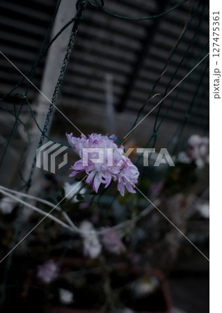美しい花 美しい花 127475361