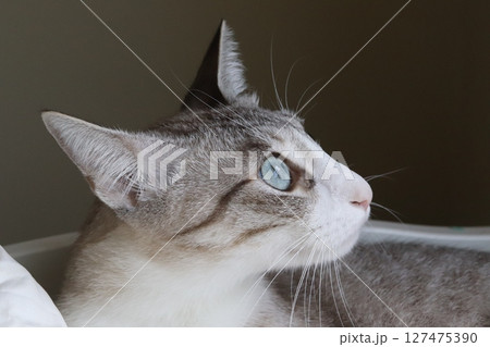 猫の横顔｜静かに佇む美しいシルエットと毛並み 127475390