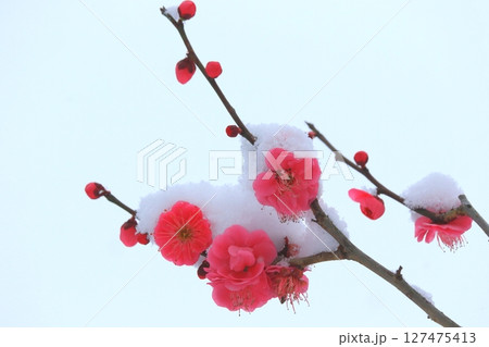 梅の花に綿帽子(早春イメージ) 梅の花に綿帽子(早春イメージ) 127475413