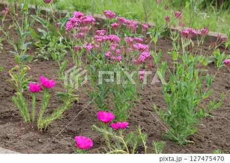 初夏の公園に咲くピンク色のムシトリナデシコの花とマツバボタンの花 127475470