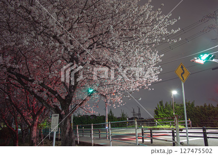 日本の夜桜 127475502