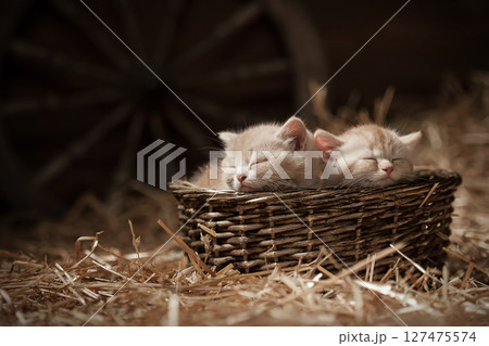 Kittens in a basket 127475574