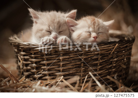 Kittens in a basket 127475575