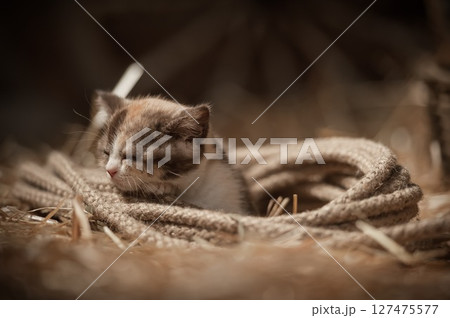 Little cute kitten Little cute kitten 127475577