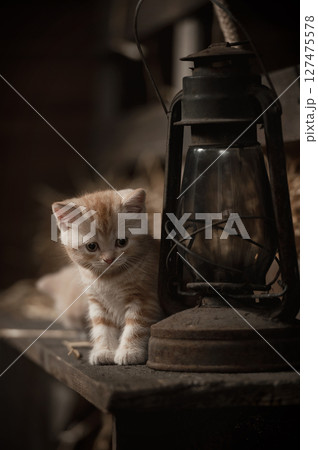 Kitten and the kerosene lamp 127475578