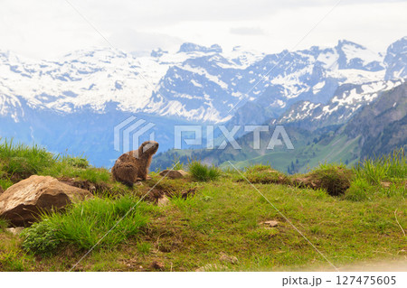 Alpine marmot (Marmota marmota) in the Swiss Alps 127475605