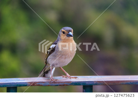 Madeiran chaffinch (Fringilla coelebs maderensis) at Miradouro dos Balcoes viewpoint in Ribeiro Frio National park in Madeira, Portugal. Bird endemic to the Portuguese island of Madeira 127475623
