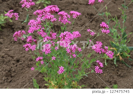 春の庭に咲くムシトリナデシコのピンク色の花 127475745