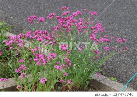 春の庭に咲くムシトリナデシコのピンク色の花 127475746