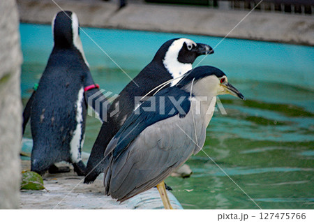 しれっとケープペンギンに紛れるゴイサギ② しれっとケープペンギンに紛れるゴイサギ② 127475766