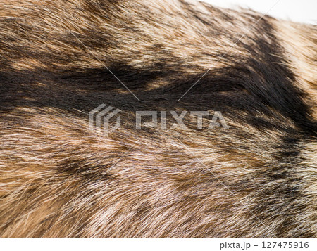 The Fur texture. The Fur texture. 127475916