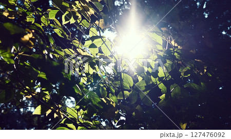 強い太陽の光にさらされた樹々 127476092