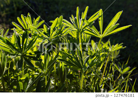 Vivid green leaves of a plant captured in sunlight, Vivid green leaves of a plant captured in sunlight, 127476181