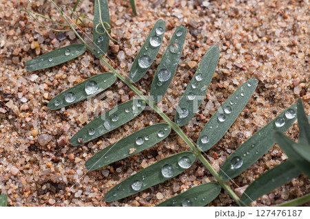 Green leaves with delicate water droplets resting on sandy terrain 127476187