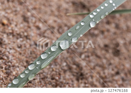 Macro view of dew drops on a single grass blade placed against a sand 127476188