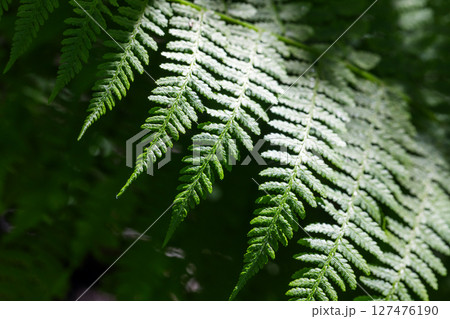 A detailed close-up view of a fern leaf, displaying its texture 127476190