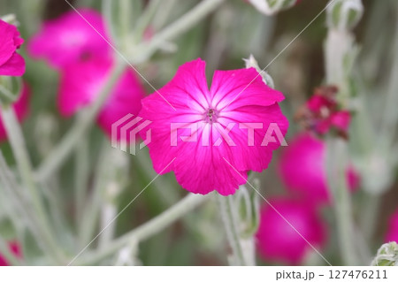 春の庭に咲くピンク色のスイセンノウの花 春の庭に咲くピンク色のスイセンノウの花 127476211