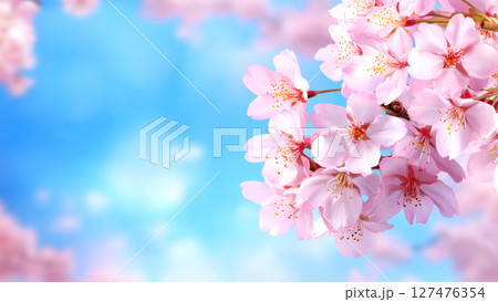 Beautiful pink cherry blossom flowers blooming on blurred blue sky background representing spring season 127476354