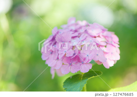 陽の光を受けてきらめくピンクの紫陽花 – 初夏のやさしい風景 127476685