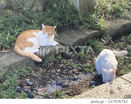 猫の兄弟 猫の兄弟 127476782