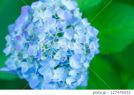 陽射しを浴びて輝く青い紫陽花 – 初夏の爽やかな風景 127476832