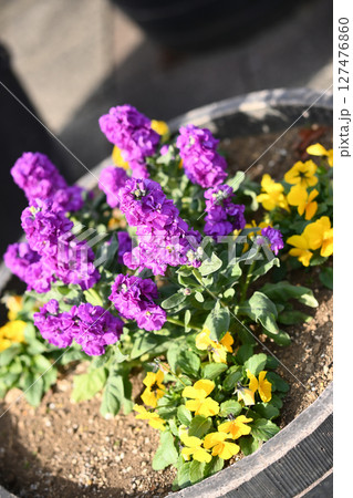 花壇　園芸 127476860