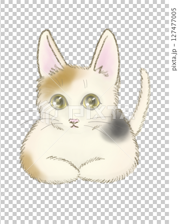 Box sitting calico cat front 127477005