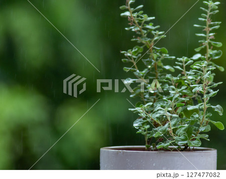 fresh green plants in the rain. Natural green background with leaf and drops of water. 127477082