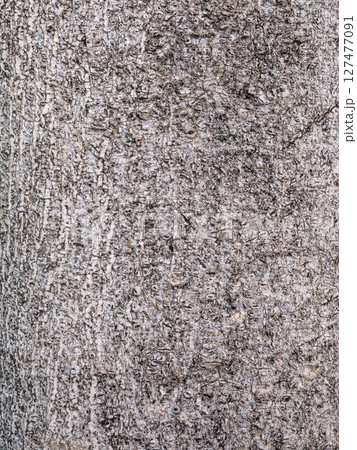 Bark of old tree skin. Abstract background and texture for design. Bark of old tree skin. Abstract background and texture for design. 127477091