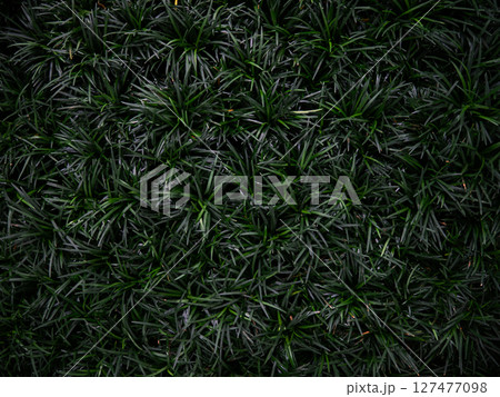 Mondo Grass Fountainplant, Ophiopogon japonicas for garden. Mondo Grass Fountainplant, Ophiopogon japonicas for garden. 127477098